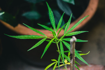 Thai marijuana species in pot planted for use as a cancer treatment.