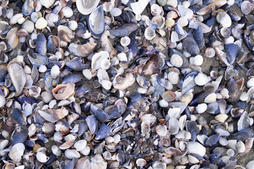 seashells on the beach for background