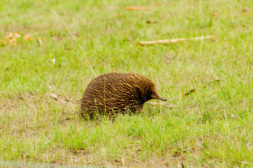 Echidna moving on grass.