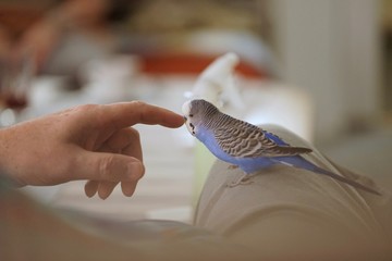  Tame cute blue talking budgerigar sitting on knee of human owner and playing with its finger    