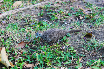 A Zebra Dove or Barred ground Dove or Javanese striated Ground Dove looking for food along the ground