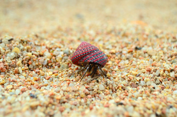 Hermit crab walking traveling on sand close-up. Soldier-crab looks out of shell walking on beach send close up. Little wild sea animal closeup. Pagurian. Sea creature close-up. Home with you concept.