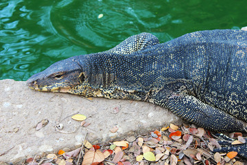 A big Varanus salvator rested beside a pond in the park