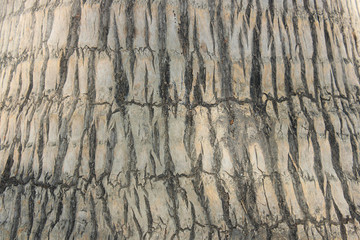 Palm tree trunk pattern