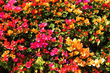 Beautiful red,pink and yellow bougainvillea flowers