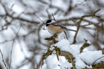 Winter Chickadee