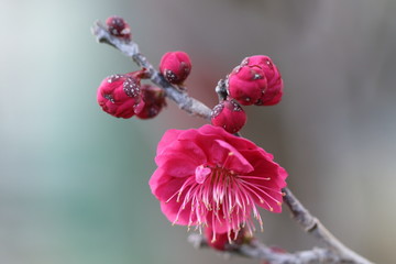 紅梅