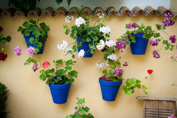 macetas plantas