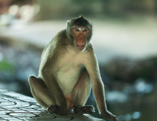 monkey is watching his friend