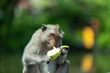 monkey eating banana is the main food