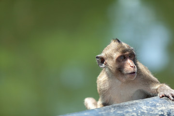 Naklejka premium Monkey sat smiling after eating banana.
