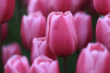 ピンクのチューリップ