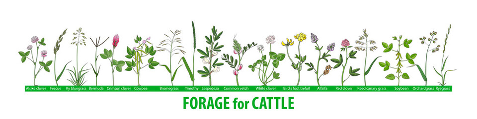 Hand drawn set of illustrations with forage plants for cattle, food for cows.
