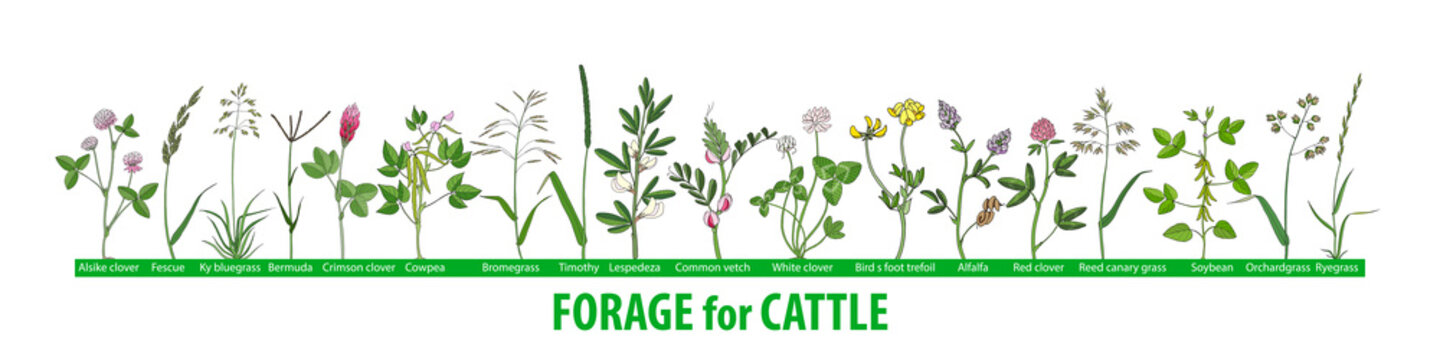 Hand Drawn Set Of Illustrations With Forage Plants For Cattle, Food For Cows.