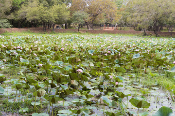 Lake or pond full of pink lotus flowers in full bloom.