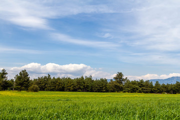 A corn field in spring with beatiful light HDR stock photo