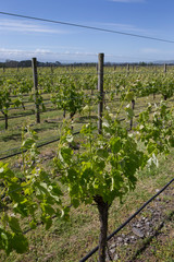 Fototapeta na wymiar Martinborough New Zealand. Winetrail. Vineyard. Wineries. Agriculture.