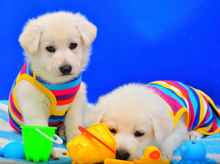 two puppies with swimsuit