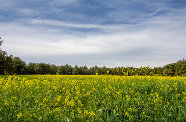 A corn field in spring with beatiful light HDR stock photo