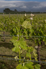 Martinborough New Zealand. Winetrail. Vineyard. Wineries. Agriculture.