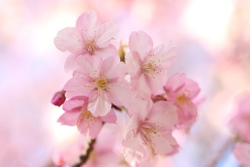 河津桜
