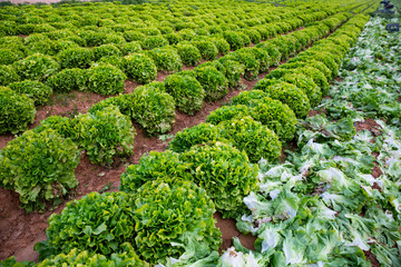 Fototapeta na wymiar Rows of harvest of green lettuce in garden outdoor