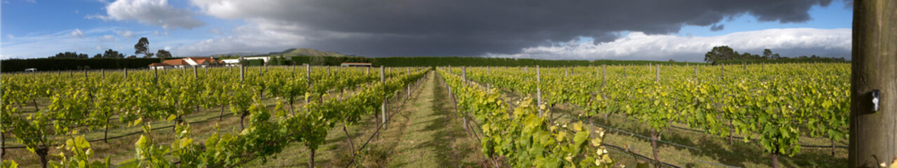 Martinborough New Zealand. Winetrail. Vineyard. Wineries Panorama. Dark rainclouds. Agriculture. Grapes