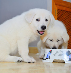 two puppies are eating