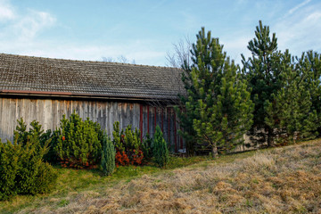 wooden barn and coniferous trees
