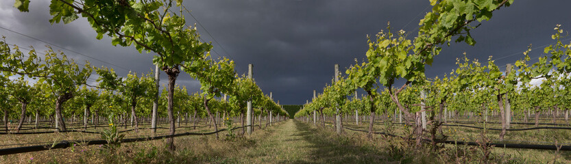 Fototapeta na wymiar Martinborough New Zealand. Winetrail. Vineyard. Wineries. Dark rainclouds. Agriculture. Panorama