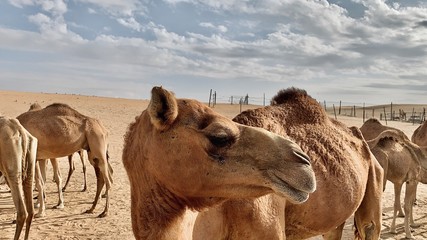Camel in Arabian Desert