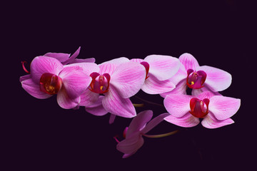 Naklejka na ściany i meble Beautiful delicate pink orchid on a black background. Flowering branch of pink bright tropical phalaenopsis flower on a black background