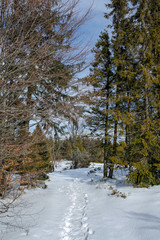 hiking trail in the mountains at winter