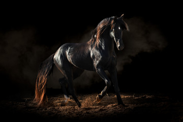 Fine art photo of a black Berber horse running through the sand