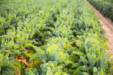 Field planted with young cabbage