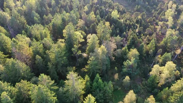 Drone flight over mixed swamp forest, full frame