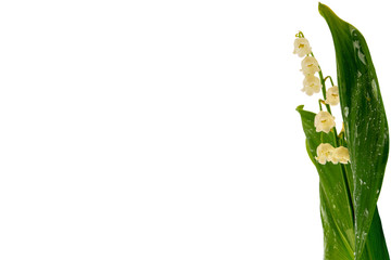 Lily of the valley isolated on a white background. Place for text. Close-up.