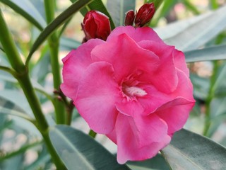 The garden with blooming plant oleander 