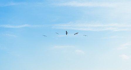 Seagulls flying in coordination freely through the blue sky