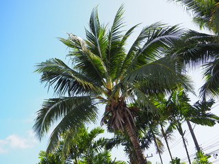 Obraz premium ヤシの木