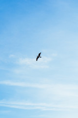 A seagull flying free in the blue sky with a few clouds above the sea