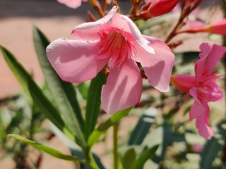 The garden with blooming plant oleander 