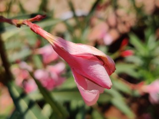 The garden with blooming plant oleander 