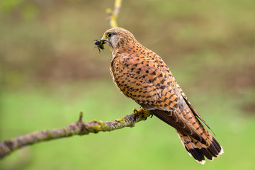 Eurasian Kestrel - Falco tinnunculus, beautiful bird of prey from European and Asian forest, Hortobagy, Hungary.