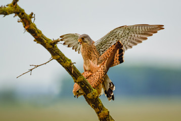 Eurasian Kestrel - Falco tinnunculus, beautiful bird of prey from European and Asian forest, Hortobagy, Hungary.