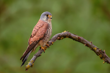 Eurasian Kestrel - Falco tinnunculus, beautiful bird of prey from European and Asian forest, Hortobagy, Hungary.