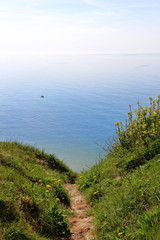 path of dandelions on the background of the Baltic Sea