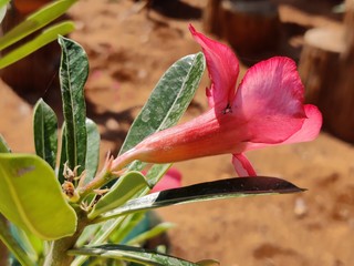 Pink adenium flowers with green leaves background