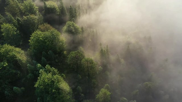 Flight over forest with early morning fog, lake Ferchensee, Bavaria