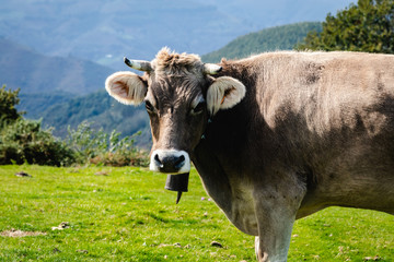 Fototapeta na wymiar Cow living in freedom in the mountains. Look to camera